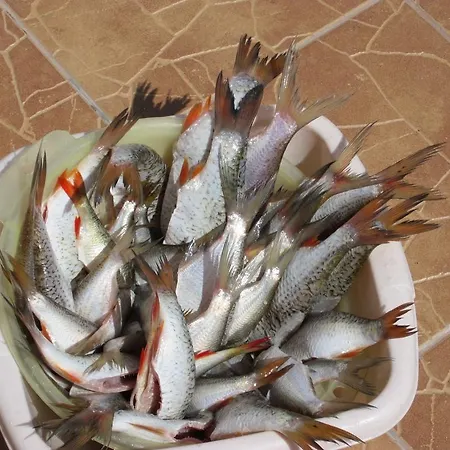 Lejlighed Dom Nad Jeziorem *